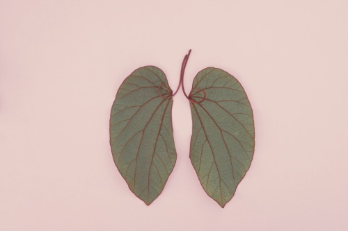 leaves in the shape of lungs